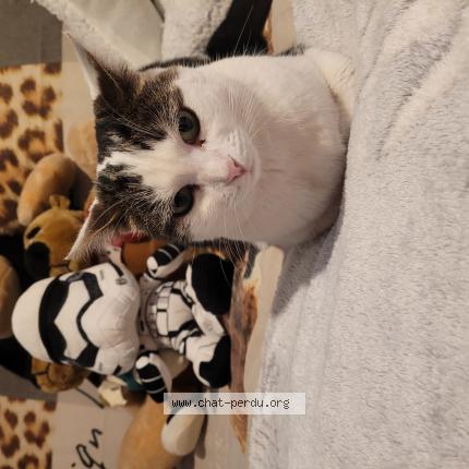 Photo 1/1 Bless Chat lost in St pierre le havre