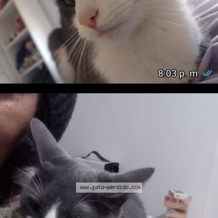 Photo 1/1 Dulce Chat lost in Ciudad autonoma buenos airescaba