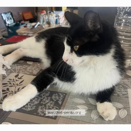 Photo 1/1 Hakou Chat lost in Meynes