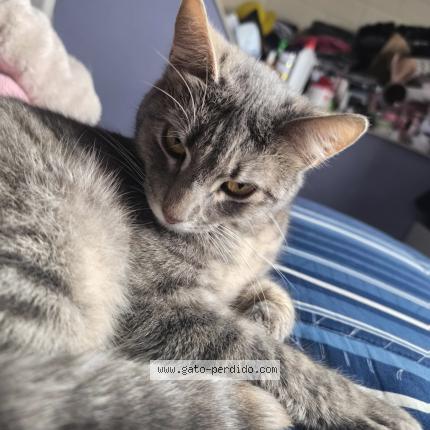 Photo 1/1 Luna Chat lost in Valparaiso