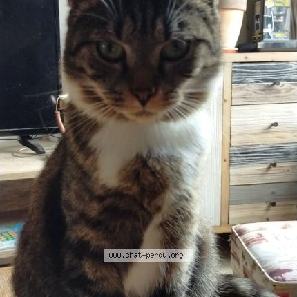 Photo 1/1 Ripley "Ticha" Chat lost in Biencourt