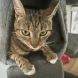 Picture of cat lost at Pontault Combault