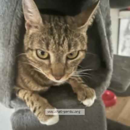 Photo 1/2 Boursin Chat lost in Pontault combault