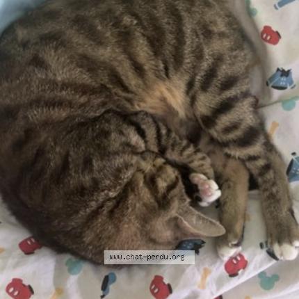 Photo 2/2 Boursin Chat lost in Pontault combault