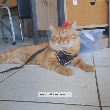 Photo 1/1 Camille Mennessier Chat lost in Fr 74970 marignier