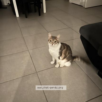 Photo 1/1 Miro Chat lost in Anses