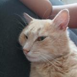 Picture of cat lost at Saint Maurice L Exil