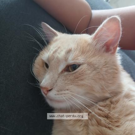 Photo 1/1 Neige Chat lost in Saint maurice l exil