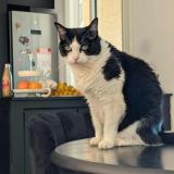 Picture of cat lost at Ravine Des Cabris