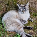 Picture of cat lost at Figeac