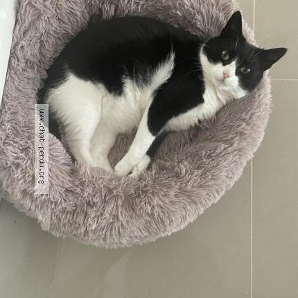 Photo 1/1 Mimine Chat lost in St jean de la ruelle