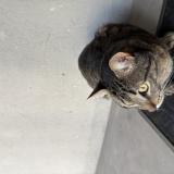 Picture of cat found at Caba