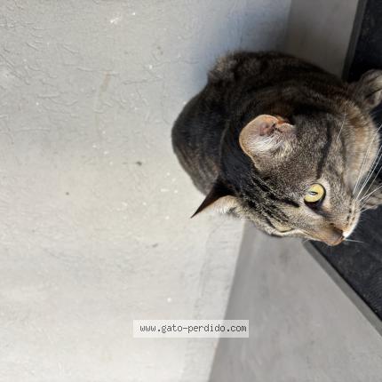 Photo 1/1 Found cat Found in Caba