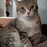 Picture of cat lost at Templeuve En Pevele