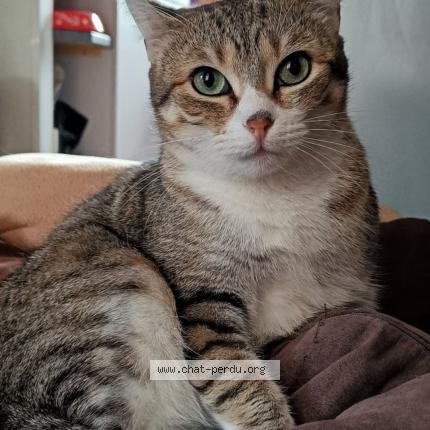 Photo 1/1 Piuma Chat lost in Templeuve en pevele