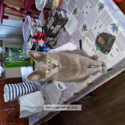 Photo 1/1 Sakura Chat lost in Ouzouer sur loire