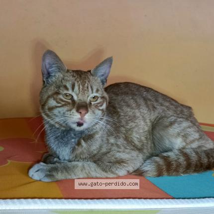 Photo 1/1 Found cat Found in Machachi