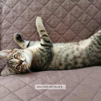 Photo 1/1 Samba Chat lost in Pornic