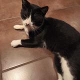 Picture of cat found at Cohade