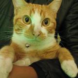 Picture of cat lost at Tampon