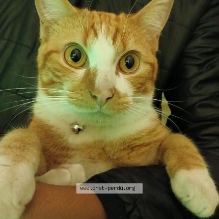 Photo 1/1 Saphir Chat lost in Tampon