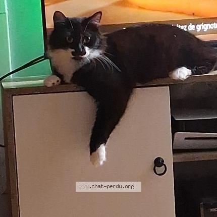 Photo 1/1 Berlioz Chat lost in Libourne