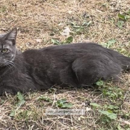 Photo 1/1 gaia Chat lost in Pontchateau