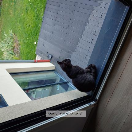 Photo 1/1 Tige Chat lost in Barizey