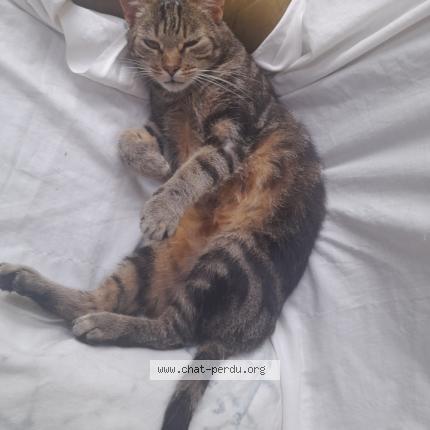 Photo 1/1 Obamo Chat lost in Bohars