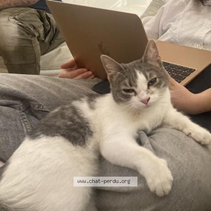 Photo 1/1 Violette Chat lost in Aix en provence