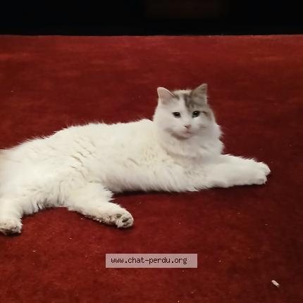 Photo 1/1 Paillette Chat lost in Tarascon