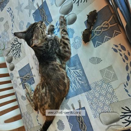 Photo 1/1 Panthère Chat lost in Le beausset