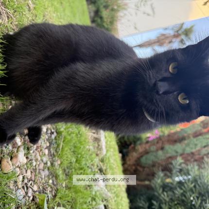 Photo 1/1 Tocco Chat lost in Bayonne