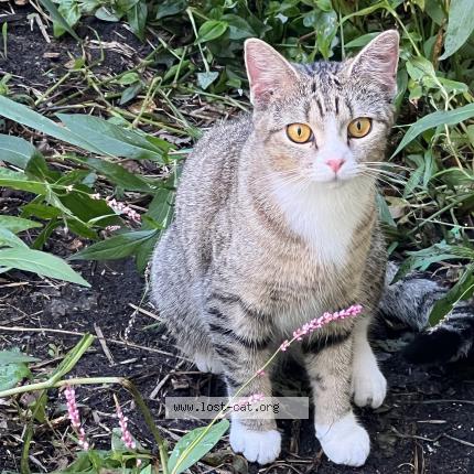 Photo 1/1 Ramona Chat lost in Chicago