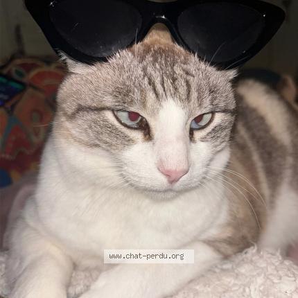 Photo 1/1 Pouki Chat lost in Libourne 33500