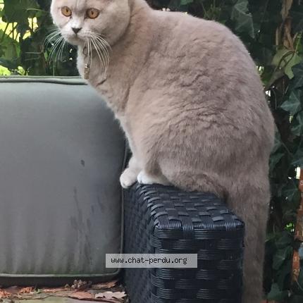 Foto van vermiste kat in Bruxelles