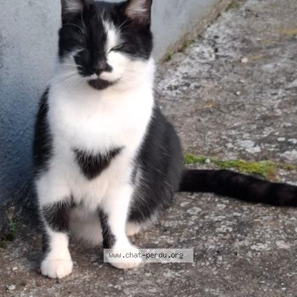 Photo 1/2 Poussin Chat lost in Avion