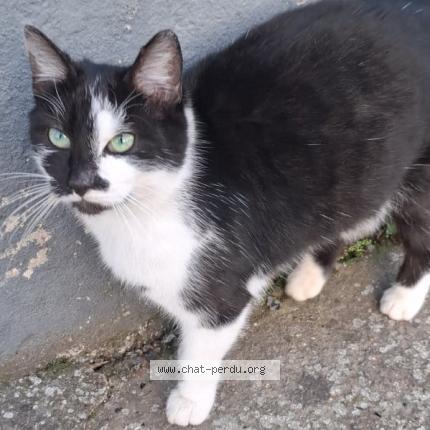 Photo 2/2 Poussin Chat lost in Avion