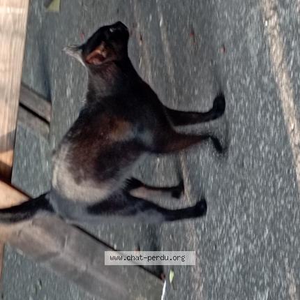 Photo 1/1 Moka Chat lost in St didier en velay