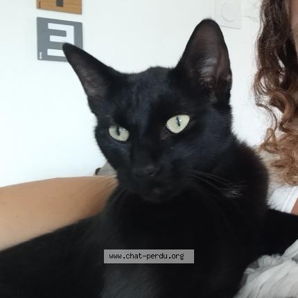 Photo 1/1 Estelle TRIOMPHE Chat lost in Vindry sur turdine