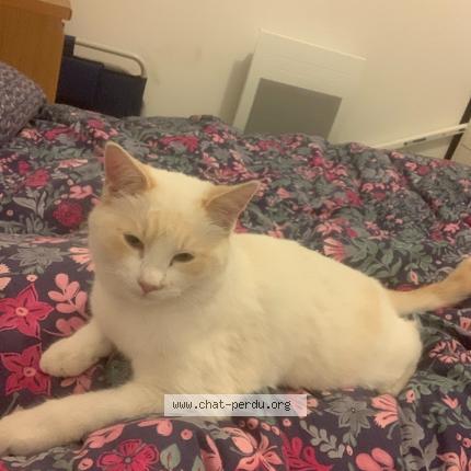 Photo 1/1 Plume Chat lost in Ramonville