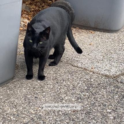 Photo 1/1 Terry Chat lost in Saint maximin la sainte baume