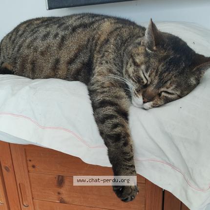 Photo 1/1 Minouche Chat lost in Saint lezer