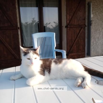 Photo 1/1 Indy Chat lost in Charnecles