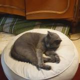 Picture of cat lost at Aulnay Sous Bois