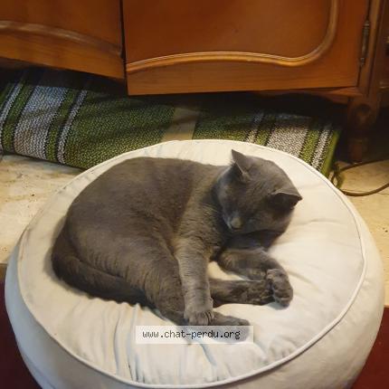 Photo 1/1 Pousy Chat lost in Aulnay sous bois