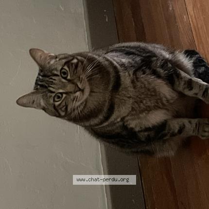 Photo 1/1 Gotama Chat lost in Oullins