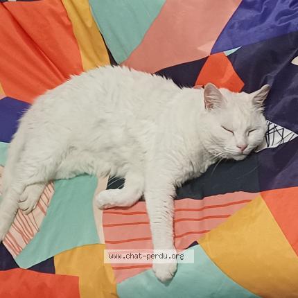 Photo 1/1 Millwaukee Chat lost in Patay