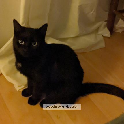 Photo 1/1 Kiki Chat lost in Angers