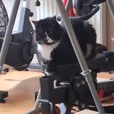 Picture of cat lost at Chatillon Sur Indres